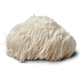 Lion's Mane - Focus