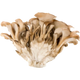 Maitake - Coeur