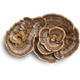 Turkey Tail - Intestinal