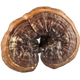 Reishi - Calme